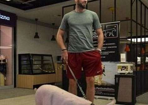 谁在 NBA 养兔子？揭秘联盟中那些毛茸茸的宠物爱好者