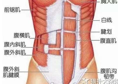 隐形杀手，NBA 球员腹外斜肌拉伤背后的伤痛与救赎