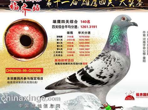 世界杯鸽子 196029，被遗忘的赛场传奇与数字背后的温情