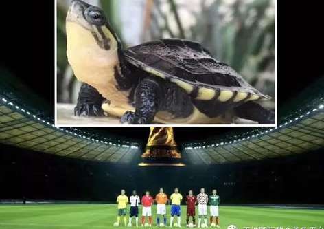 2022乌龟世界杯，慢速竞技中的哲学与温情