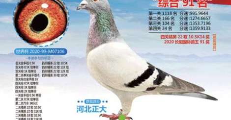 鸽子世界杯 202499，一场关于天空、归巢与人类情感的奇幻盛宴