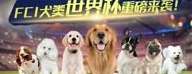 犬世界杯 2024，当忠诚与智慧在绿茵场上闪耀